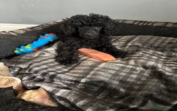 Toy Poodle dogs for sale: Stunning Toy Poodle puppys in London - Image 1