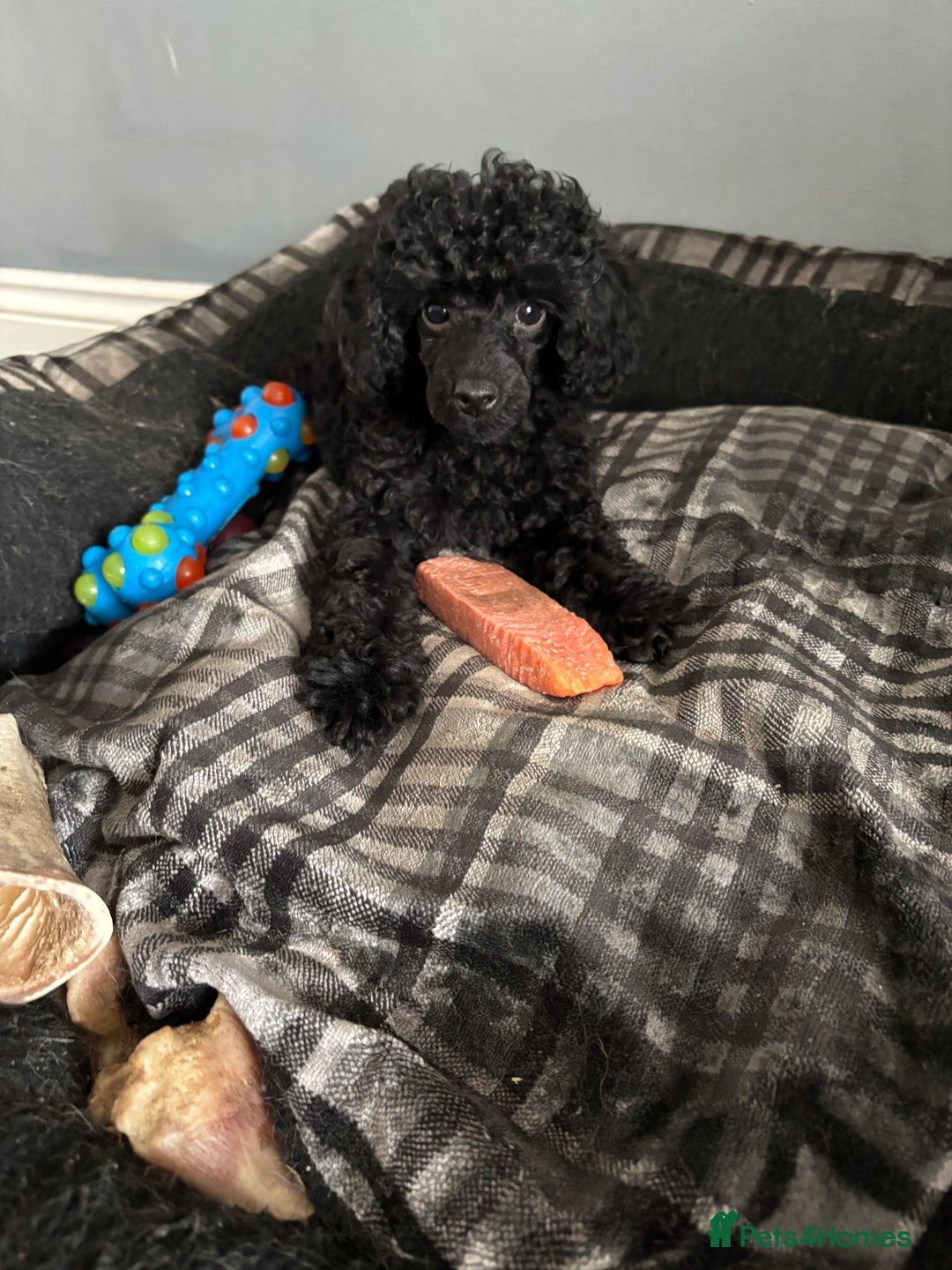 Toy Poodle dogs for sale: Stunning Toy Poodle puppys in London - Image 1
