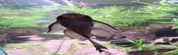 Plecos fish for sale: Common and albino bristlenose plecos - Advert 10