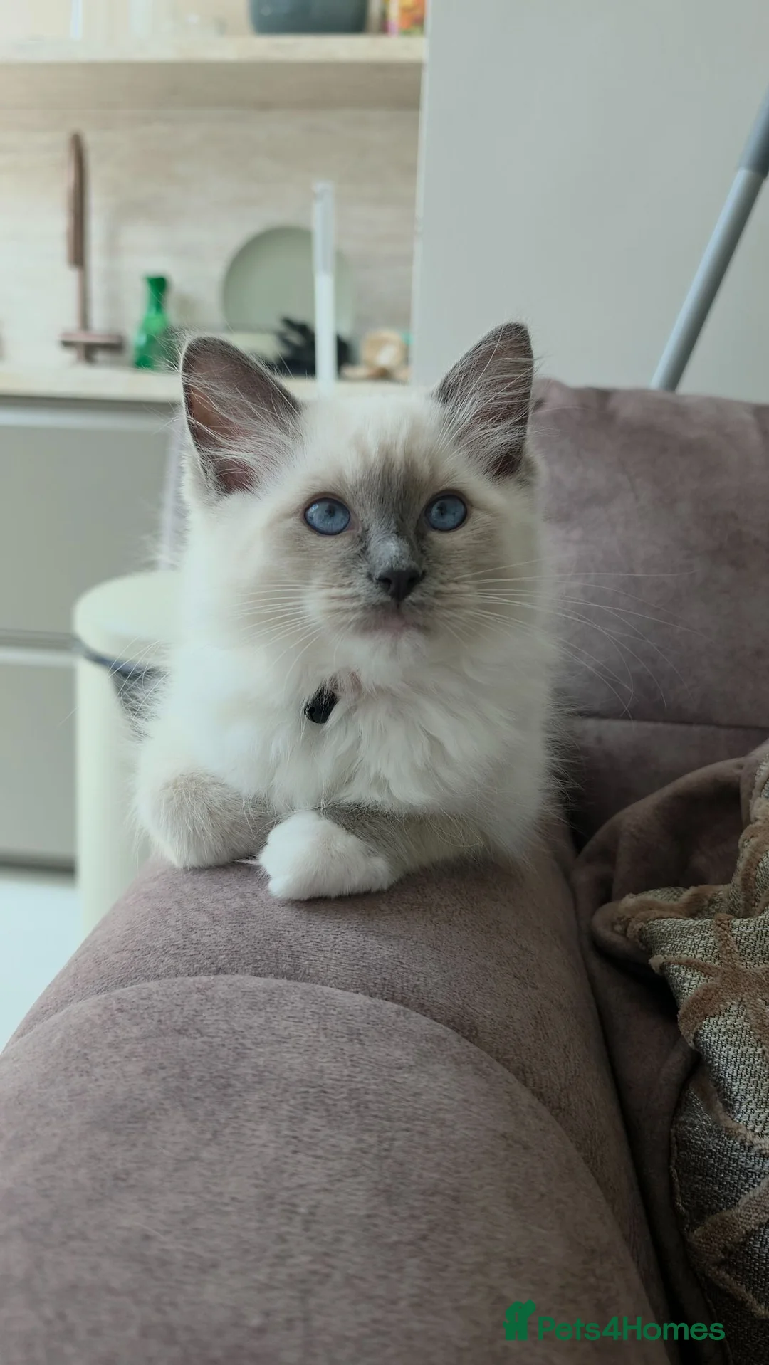 Ragdoll cats for sale: Last male Ragdoll kitten ready 2b rehomed (orange) - Advert 1