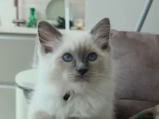 Ragdoll cats UREGENTLY PRICE REDUCED READY 2 GO RAGDOLL KITS - Advert 3