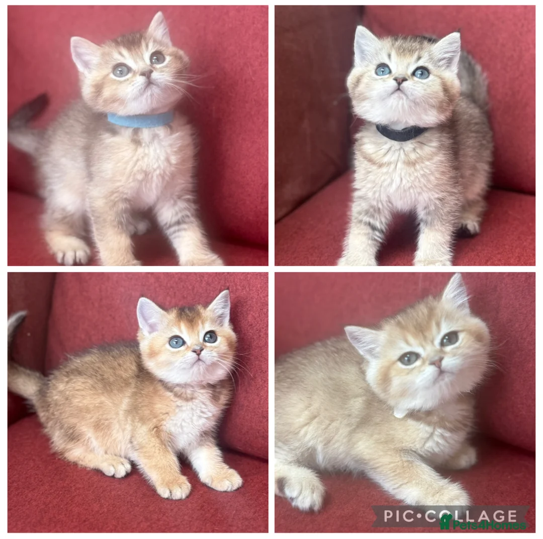 British Shorthair cats for sale: Gorgeous Golden GCCF British shorthairs - Advert 1
