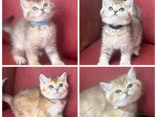 British Shorthair cats Golden GCCF British shorthairs - Advert 1