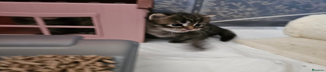 European Kitten 2