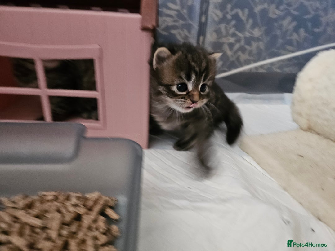 European cats for sale: 4 beautiful kittens looking for the New 🤎 home  - Image 12