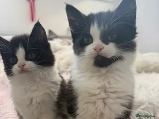 British Longhair cats 2 little girls ready - Advert 5