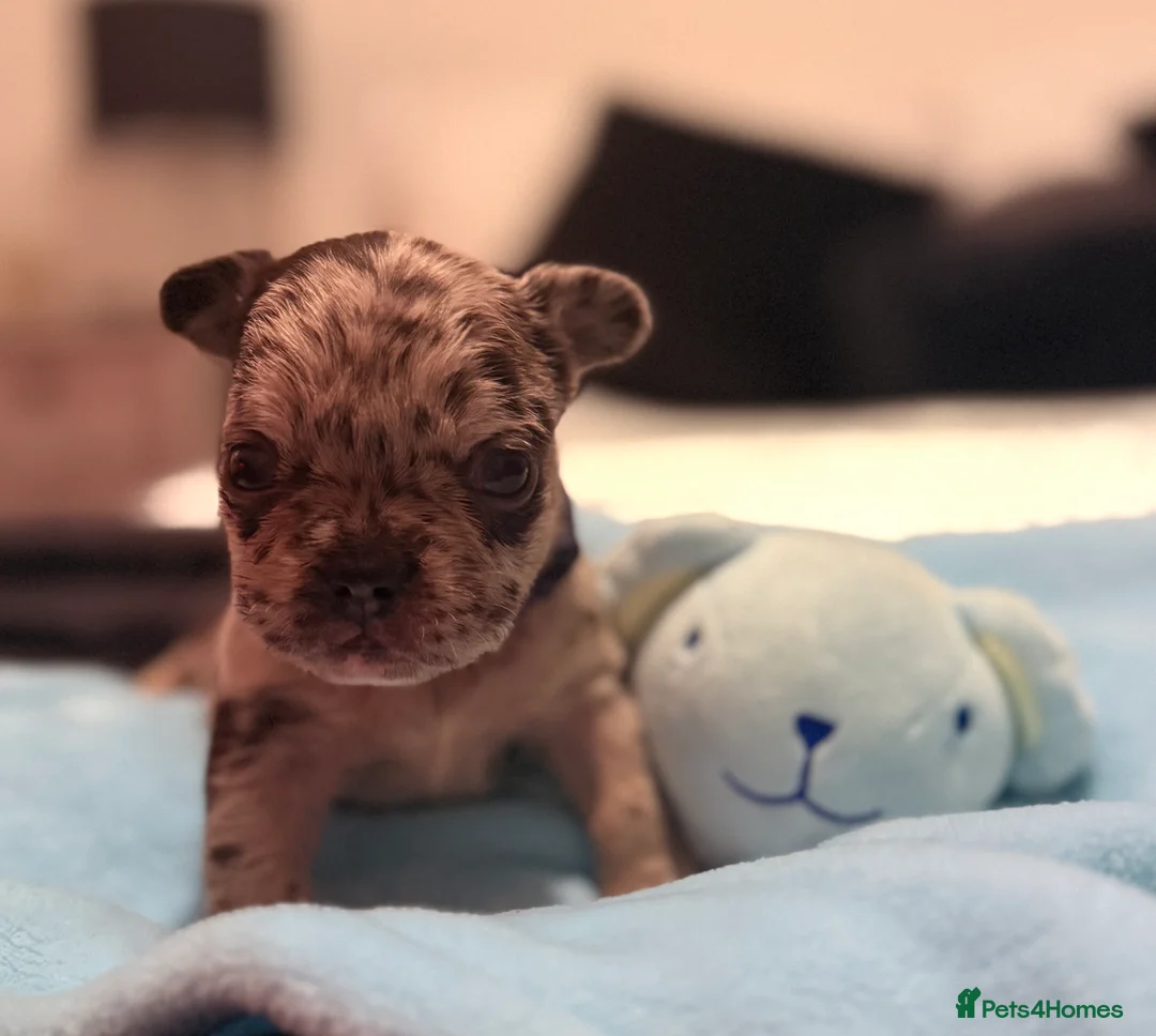 French Bulldog dogs for sale: French bulldogs for sale  - Advert 8