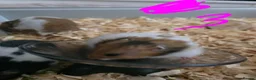 Hamster rodents for sale: Syrian hamsters various colours and genders - Advert 8