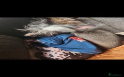 Mixed Breed dogs for sale: Tiny hairless Chinese crested/chihuahua pup  - Image 7