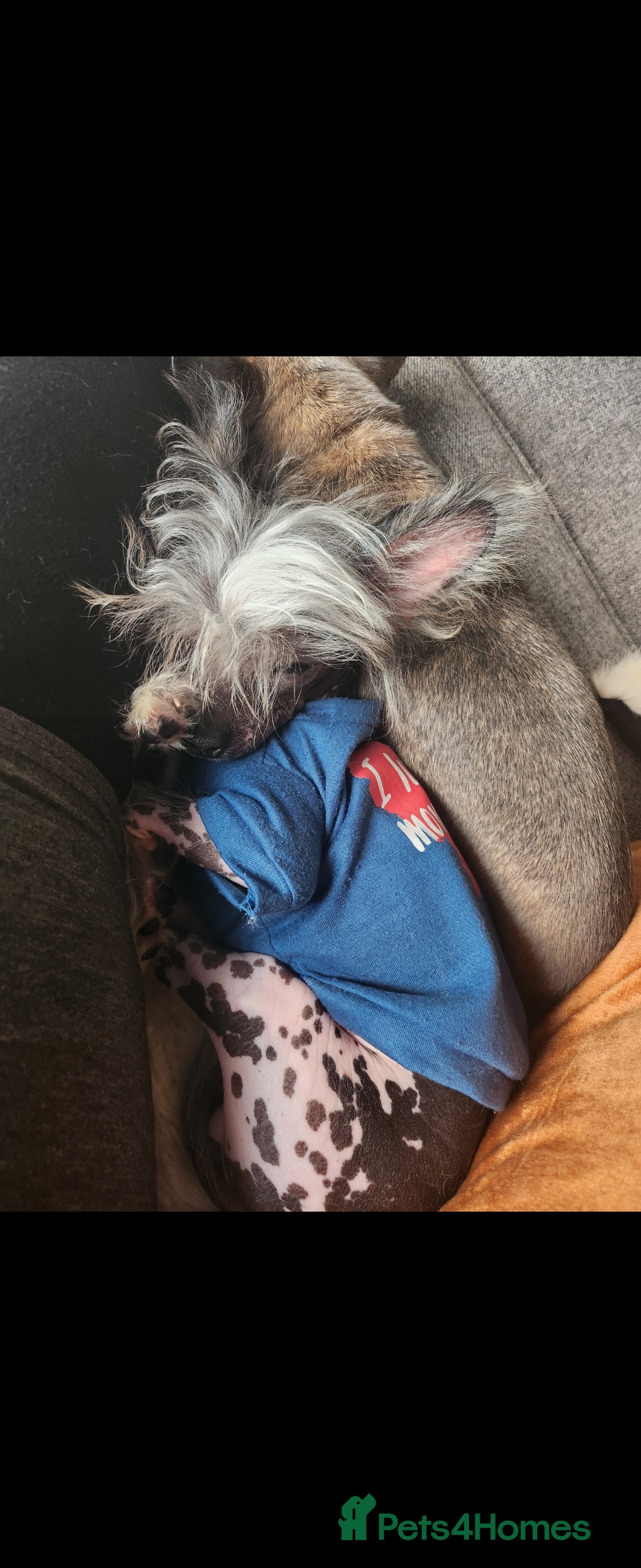 Mixed Breed dogs for sale: Tiny hairless Chinese crested/chihuahua pup  - Image 7