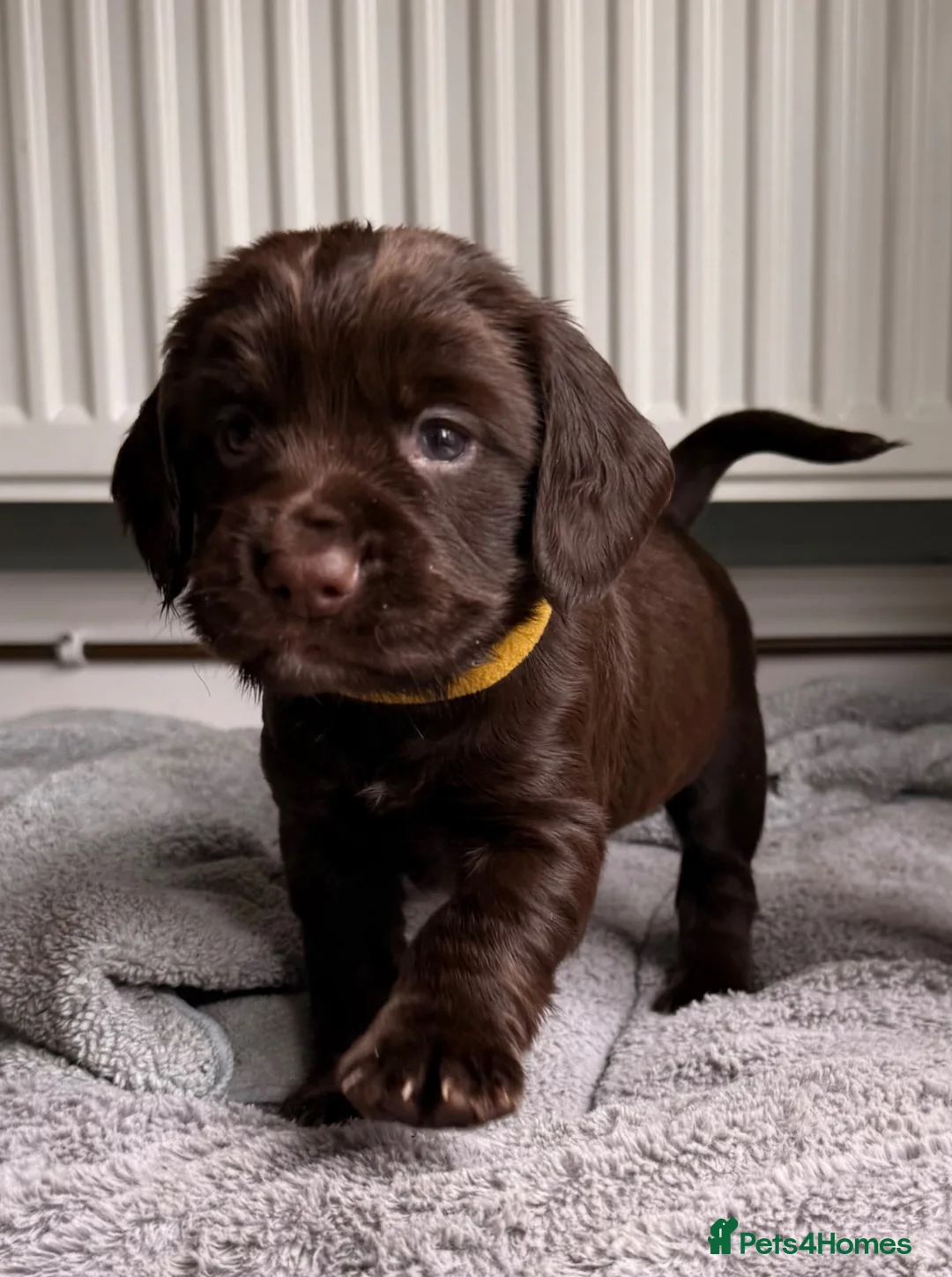 Cocker Spaniel dogs for sale: Cocker Spaniel Puppies - working type - Advert 2