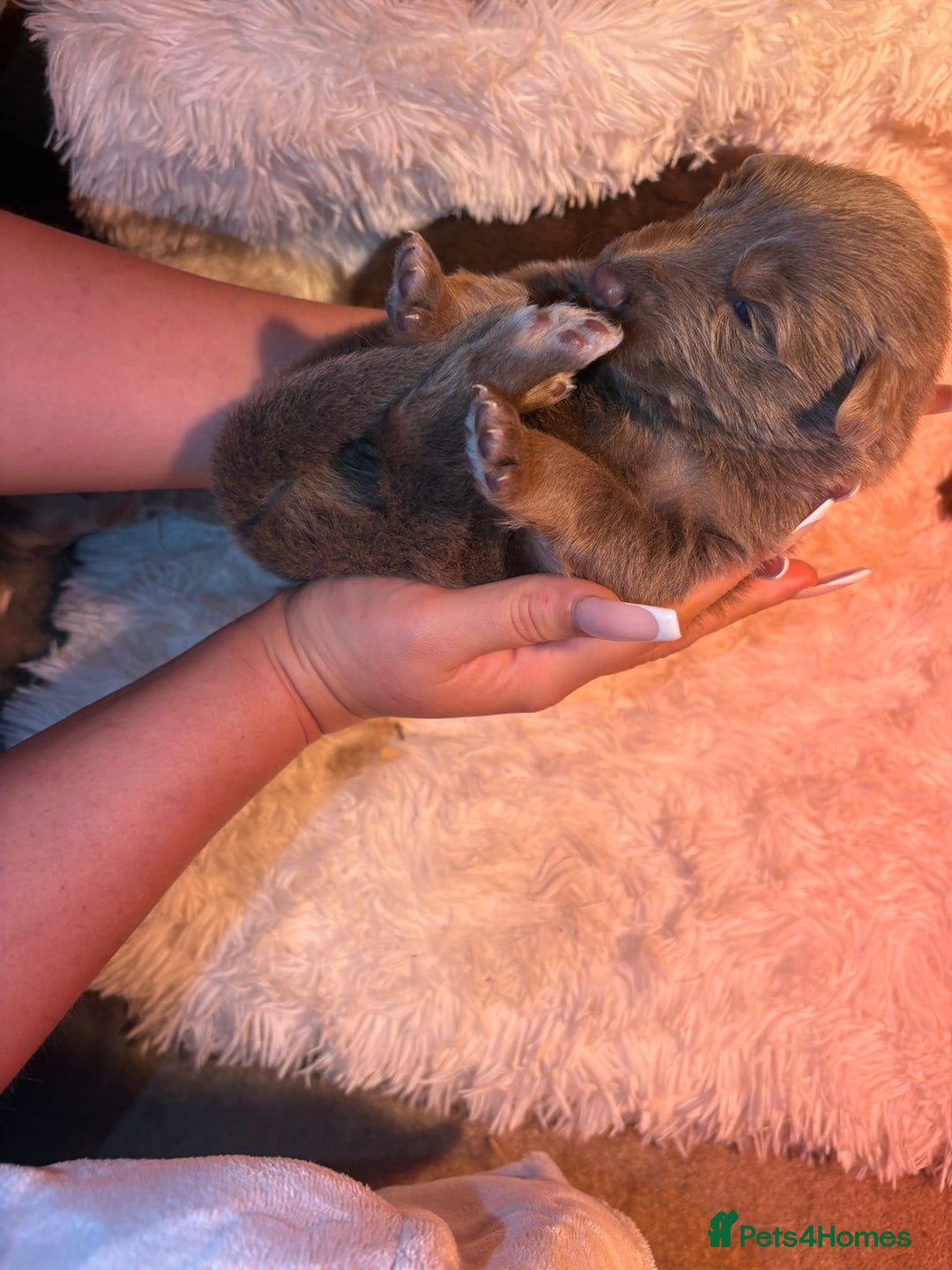 German Shepherd dogs for sale: Working KC GSD German shepherd puppies  - Image 29