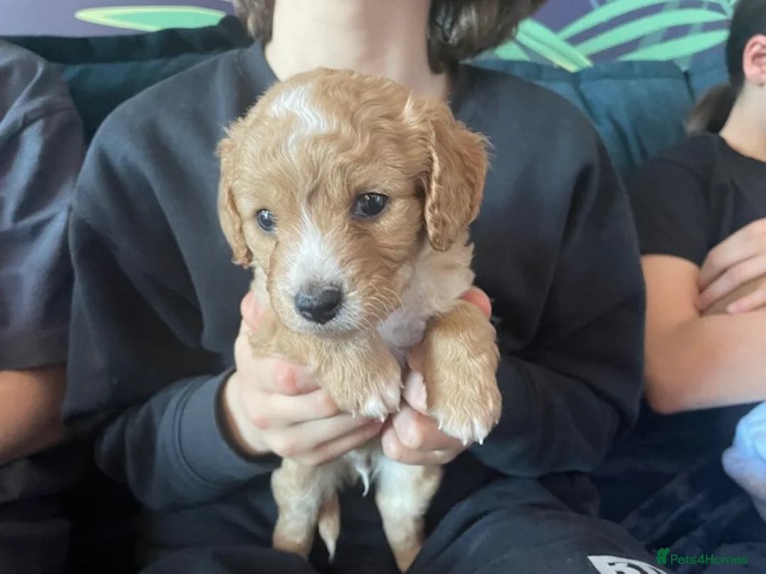 Cavapoo dogs for sale: Cavapoo in Bracknell - Advert 1