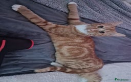 Mixed Breed cats for sale: 2 sister looking for new home  - Image 5