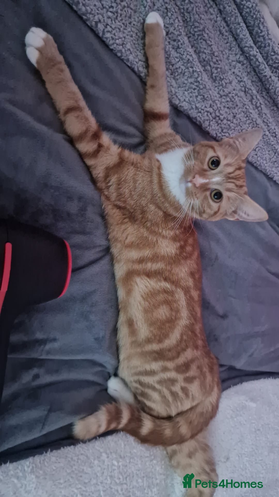Mixed Breed cats for sale: 2 sister looking for new home  - Image 5