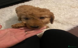 Mixed Breed dogs for sale: Cavapoo puppies  - Image 7