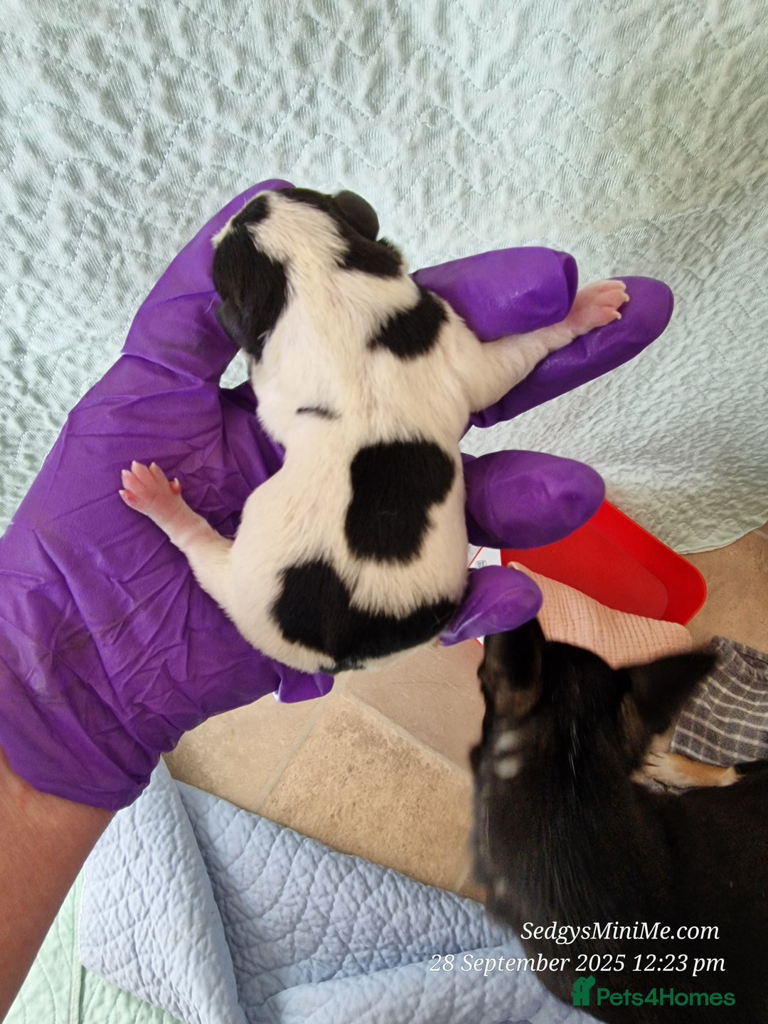 Mixed Breed dogs for sale: Male BieChi Biewer Terrier x Chihuahua pup  - Advert 13