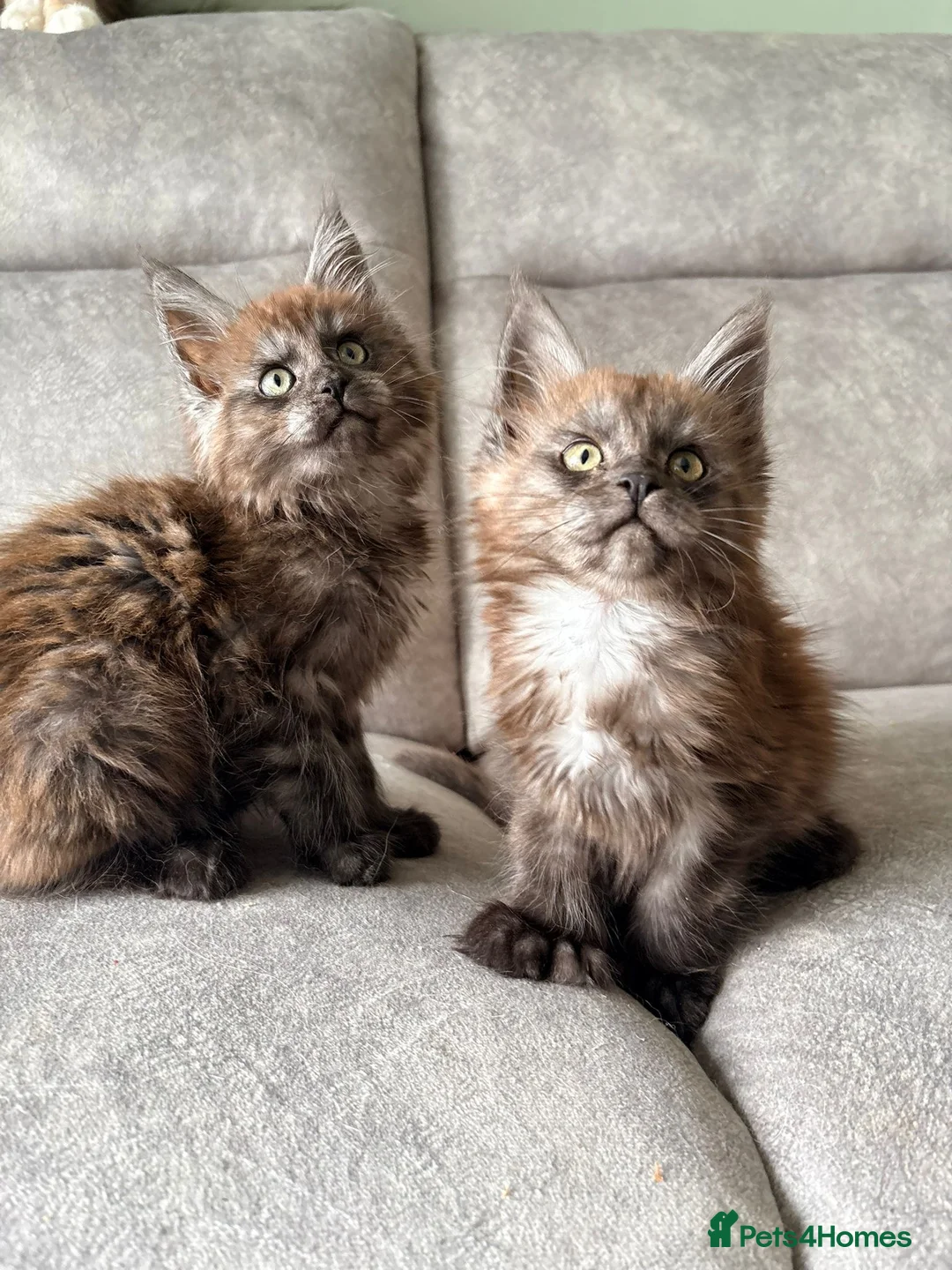 Maine Coon cats for sale: Two female tica registered Mainecoon kittens - Advert 1