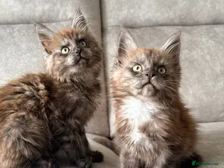 Maine Coon cats Two female tica registered Mainecoon kittens - Advert 8