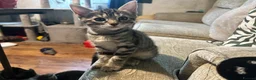 Bengal cats for sale: 1 girl Mix Bengal kitten left for sell - Advert 3