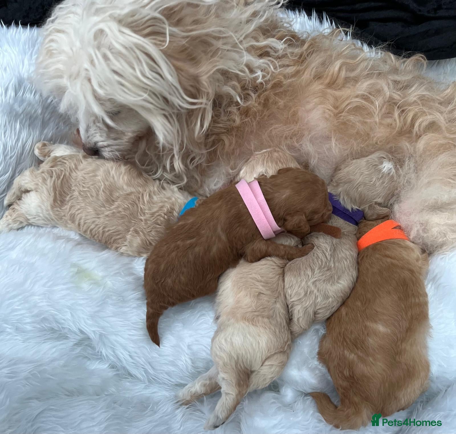 Cavapoo dogs Outstanding F1B Cavapoo Puppies  - Advert 3