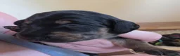 Jackshund dogs for sale: Dapple and black and tan Jackshund puppies - Advert 23