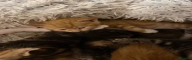 Mixed Breed 3