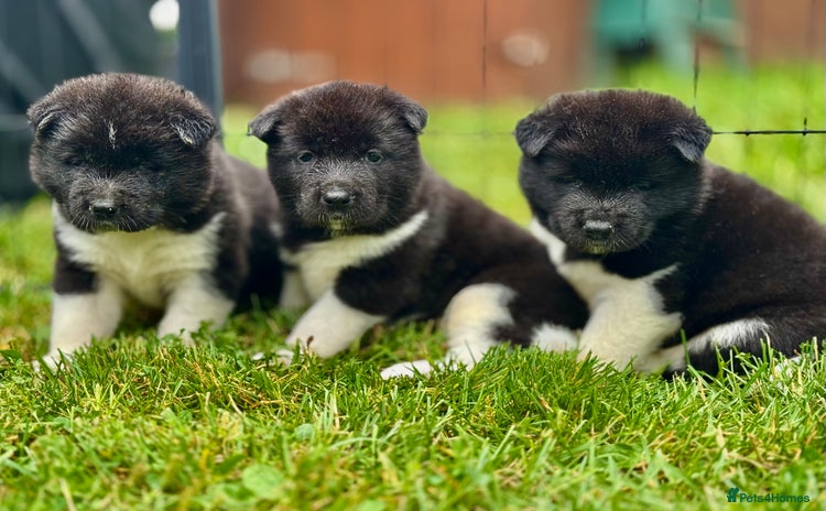 Akita dogs - Advert 1