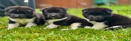 Akita dogs for sale: Quality KC Registered American Akita Puppies - Advert 3