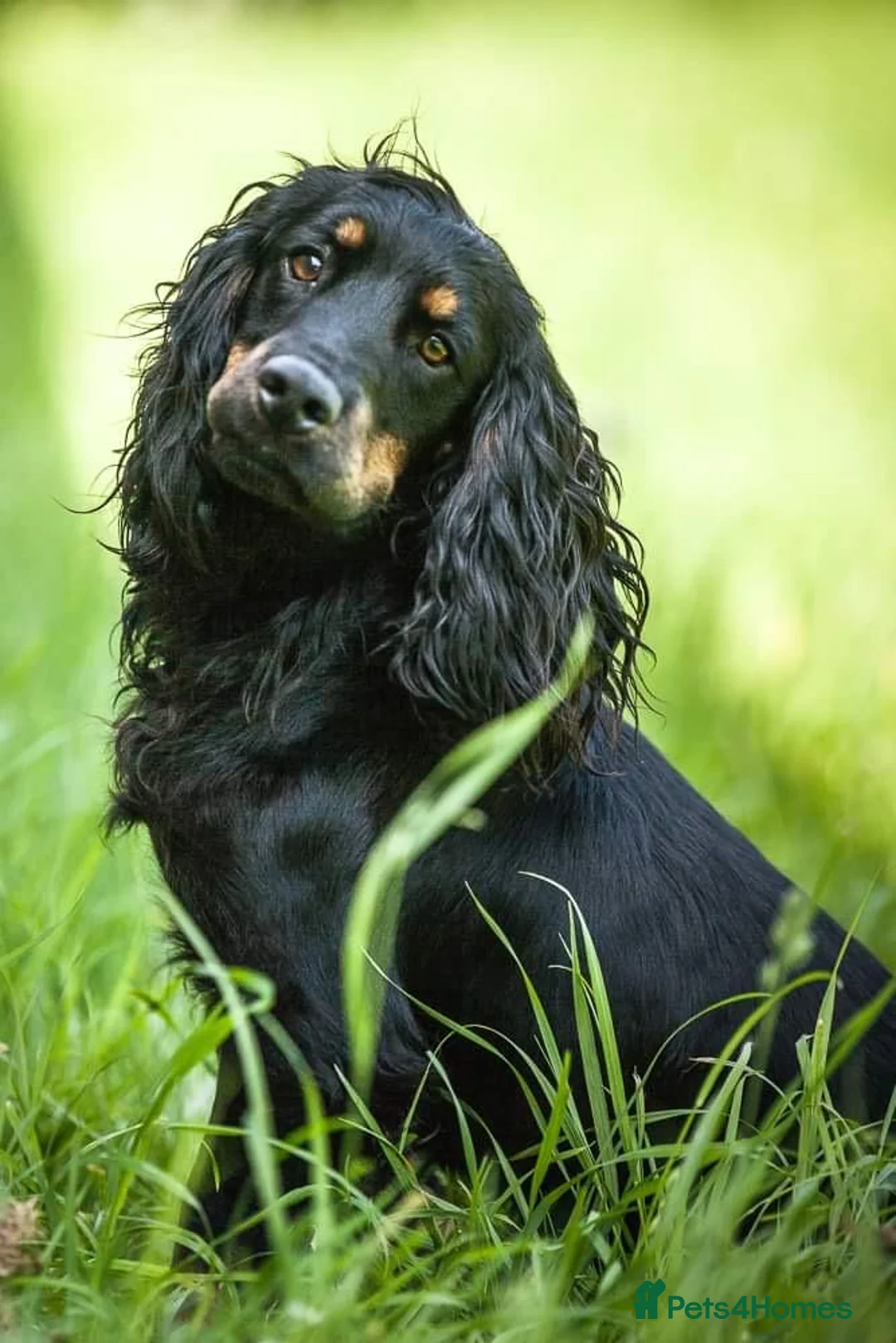 Cocker Spaniel dogs for stud: KC REGISTERED WORKING COCKER AVAILABLE AT STUD in New Milton - Advert 3