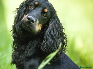 Cocker Spaniel dogs KC REGISTERED WORKING COCKER AVAILABLE AT STUD - Advert 21