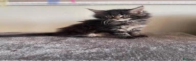 Maine Coon 2