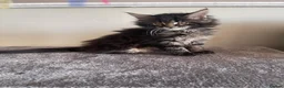 Maine Coon cats for sale:  beautiful Maine Coon kittens - Advert 3