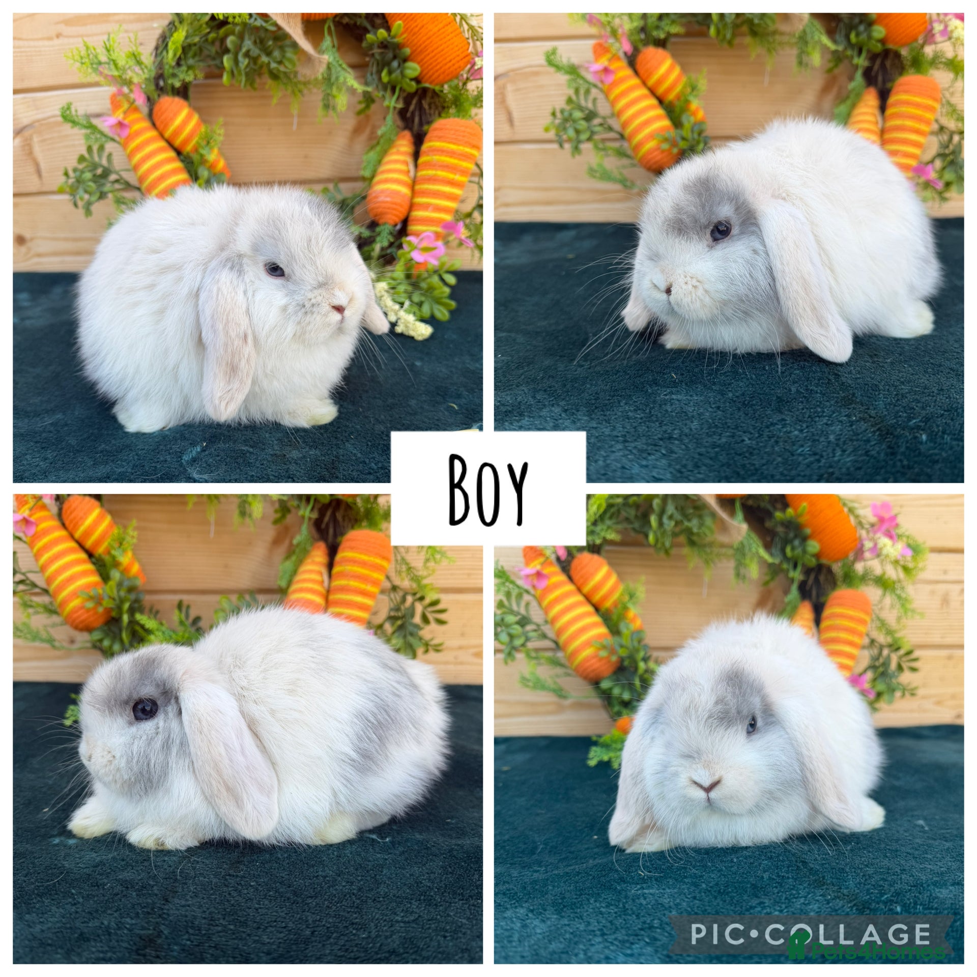 Mini Lop rabbits Pure bred mini lops  - Advert 12