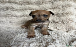 Mixed Breed dogs for sale: 3/4 Italian greyhound puppies  - Image 9