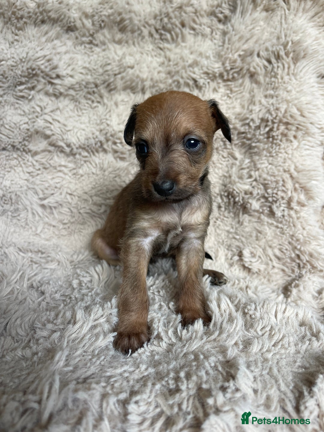 Mixed Breed dogs for sale: 3/4 Italian greyhound puppies  - Image 9