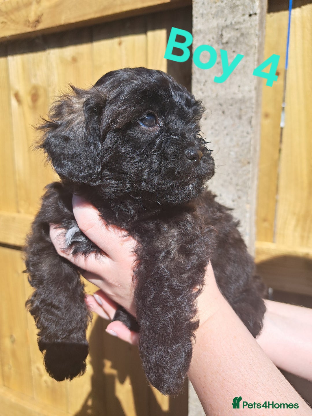 Shihpoo dogs for sale: Shihpoo Shih Tzu x Poodle (Shoodle) Puppies - Image 12