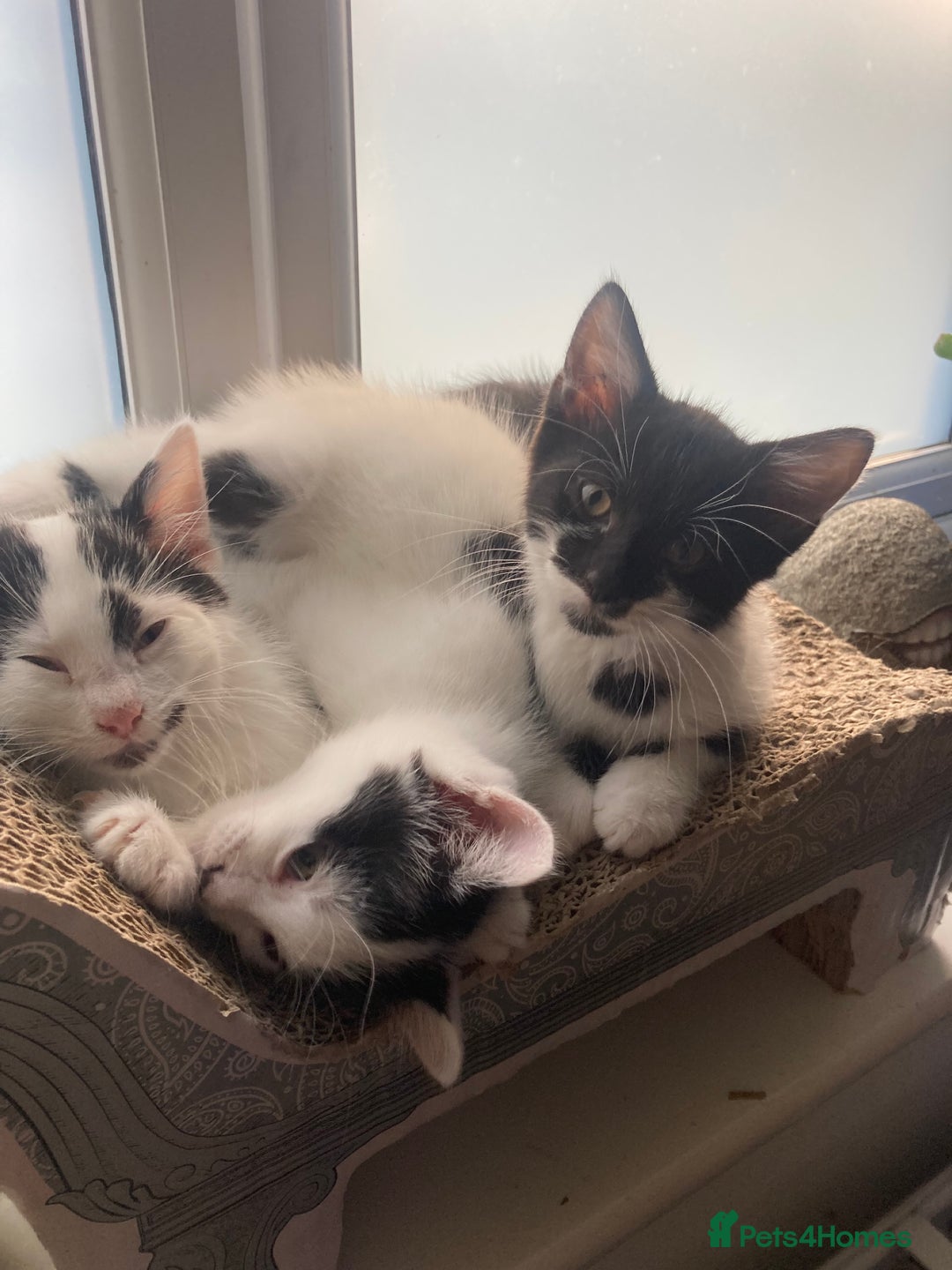 Domestic Shorthair cats for sale: Lovely funny little kittens  - Image 2