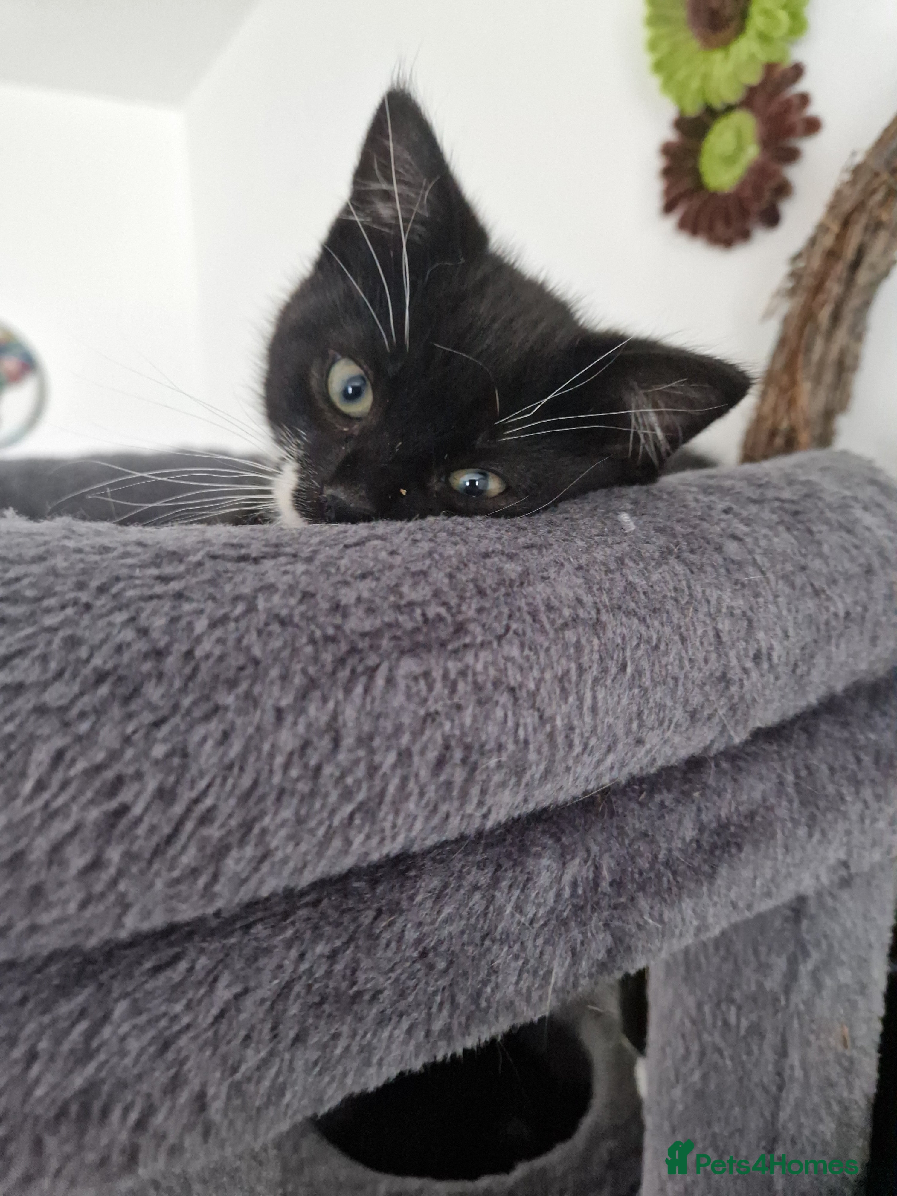 Mixed Breed cats for sale: 1 playful black and white kittens free  - Advert 2