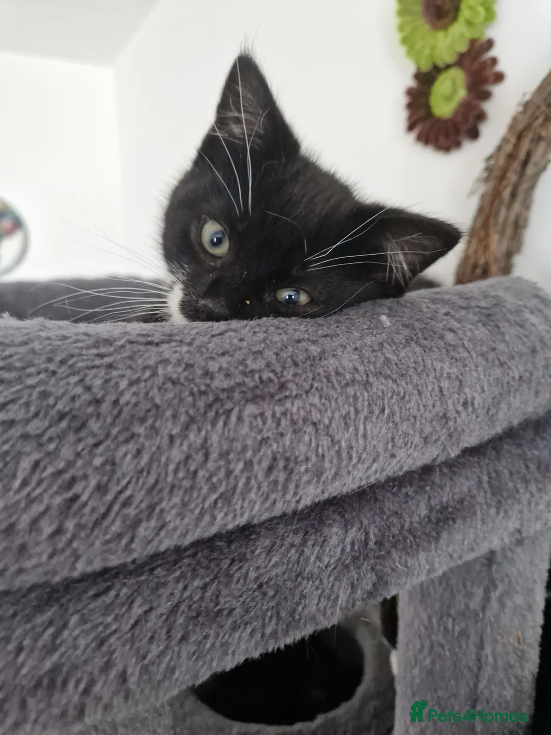 Mixed Breed cats for sale: 1 playful black and white kittens free  - Advert 1
