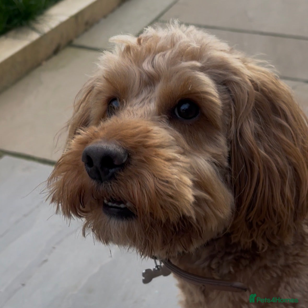 Cockapoo dogs PROVEN STUD - Red/Apricot F1B cockapoo - Advert 1