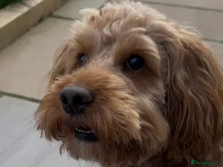 Cockapoo dogs PROVEN STUD - Red/Apricot F1B cockapoo - Advert 1