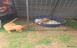 Cocker Spaniel dogs for sale: Red Cocker Spaniel puppies for sale - Image 6
