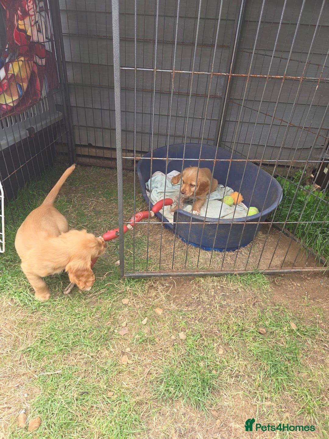 Cocker Spaniel dogs for sale: Red Cocker Spaniel puppies for sale - Image 6