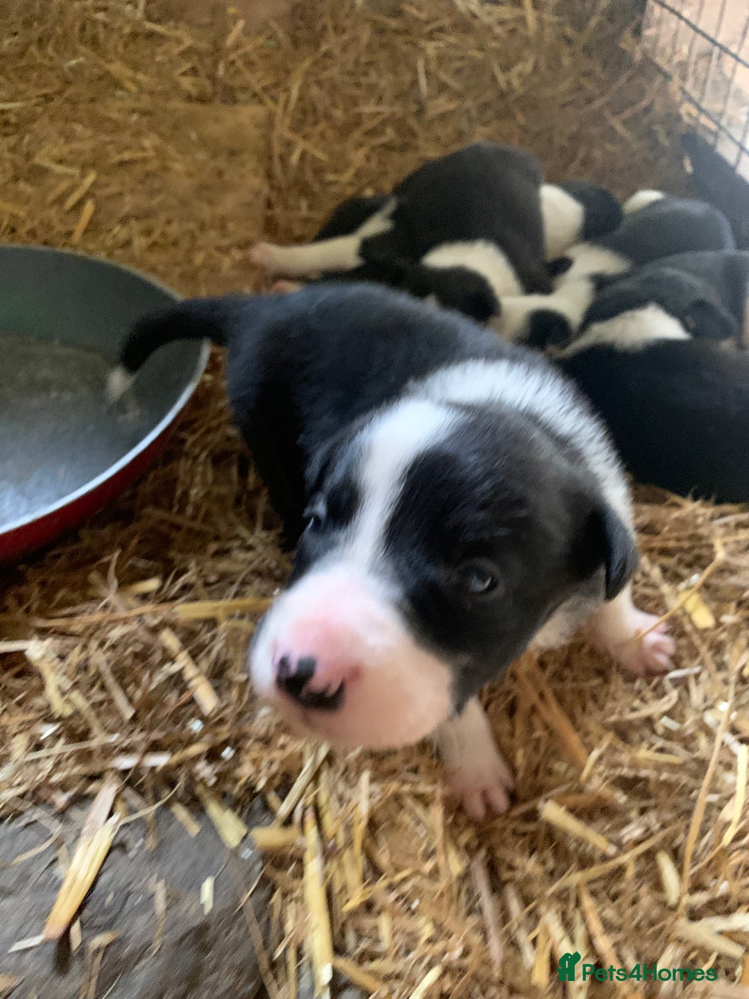 Border Collie dogs for sale: Choice of 9 sheepdog puppies up for selection!! - Image 1