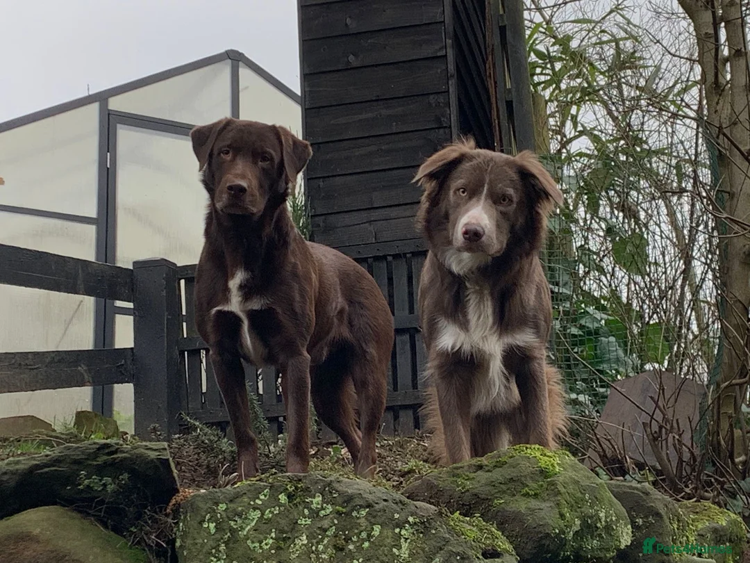 Borador dogs for sale: Beautiful Borador puppies for sale  - Advert 23