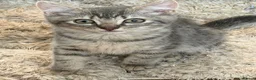 British Shorthair cats for sale: British short hair  - Advert 5