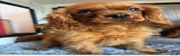 Cavalier King Charles Spaniel dogs for sale: Cavalier King Charles  - Advert 24