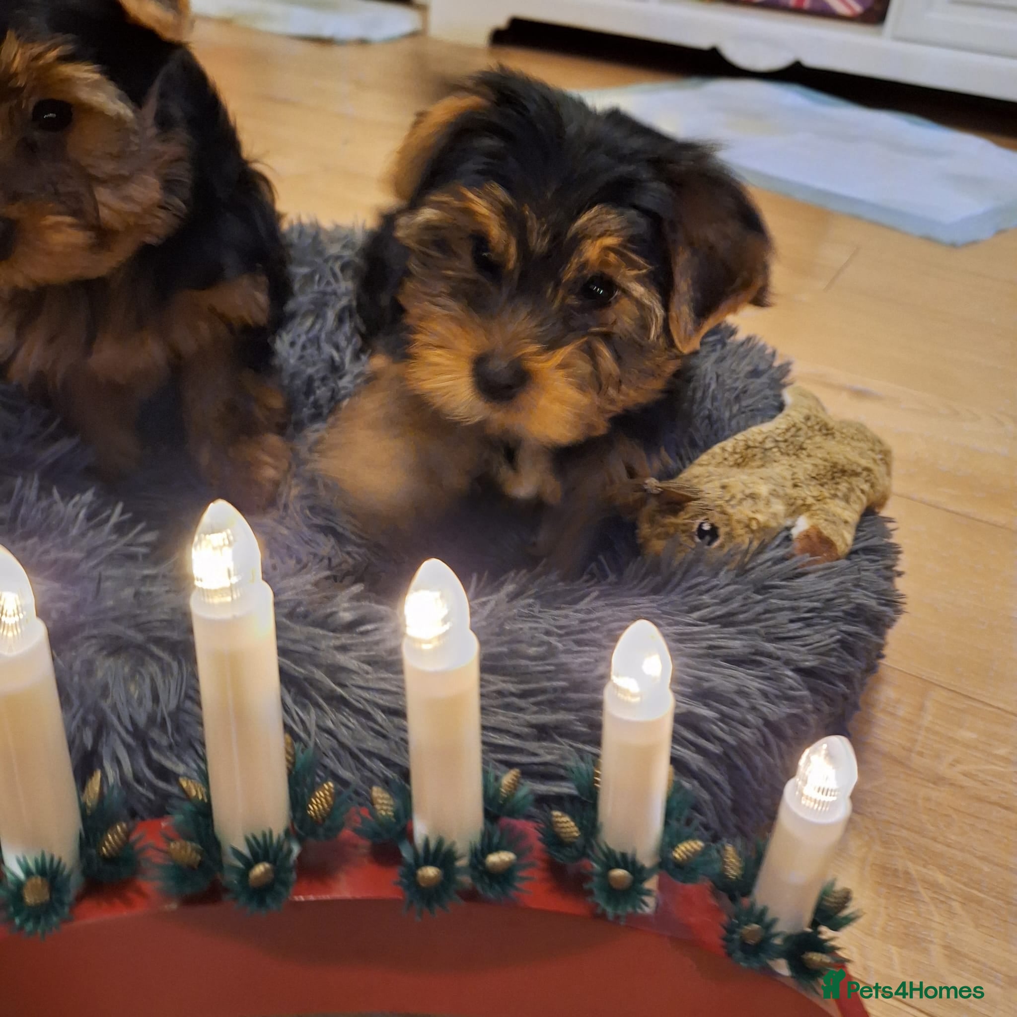 Yorkshire Terrier dogs Yorkshire Terrier Puppies – (2 left) - Advert 2