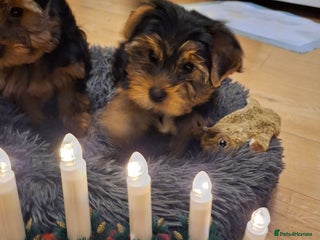 Yorkshire Terrier dogs Yorkshire Terrier Puppies – (2 left) - Advert 5